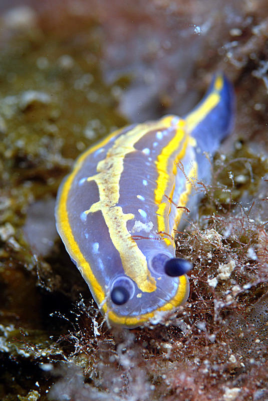 Hypselodoris fontandraui